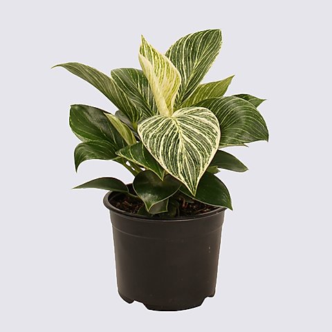 Philodendron Birkin Plant - Philodendron White Wave