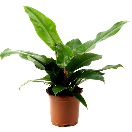 Philodendron Congo Plant