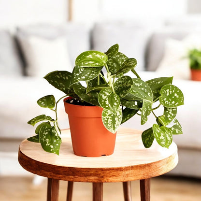 philodendron satin Buy Philodendron Silver Satin Plant online at best price