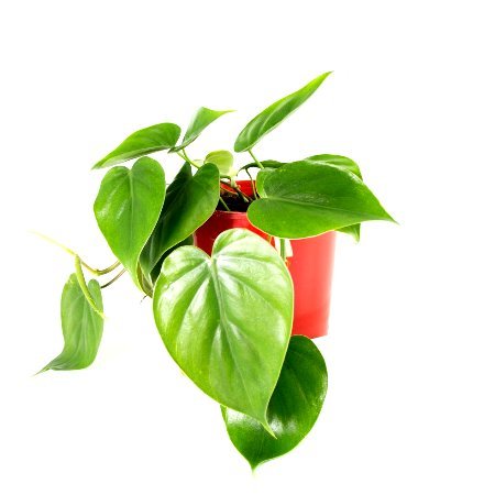 Philodendron Heart Leaf Green - Oxycardium Green