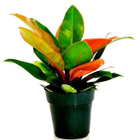 Philodendron Prince of Orange