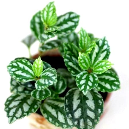 Pilea Cadierei Plant - Aluminium Pilea