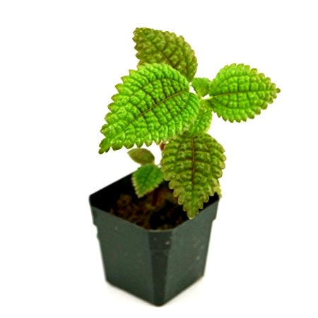 Pilea Involucrata Plant