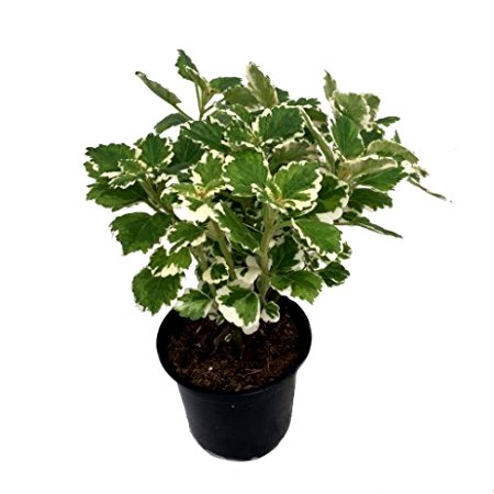 Pilea Variegata Plant