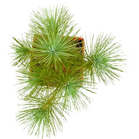 Pine Tree