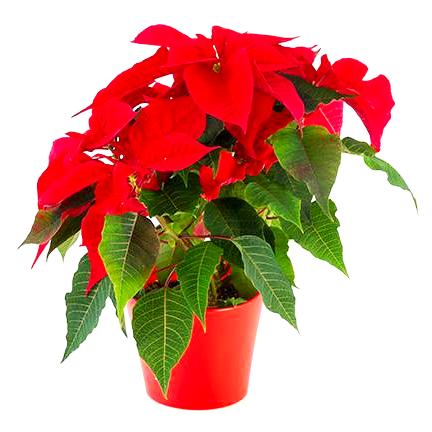 Poinsettia Orange Plant