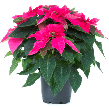 Poinsettia Pink Plant