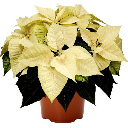 Poinsettia White Plant