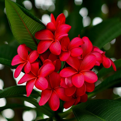 Plumeria Pink - Champa, Frangipani