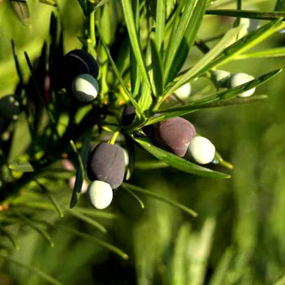 Podocarpus Macrophyllus - Plum Pine Plant