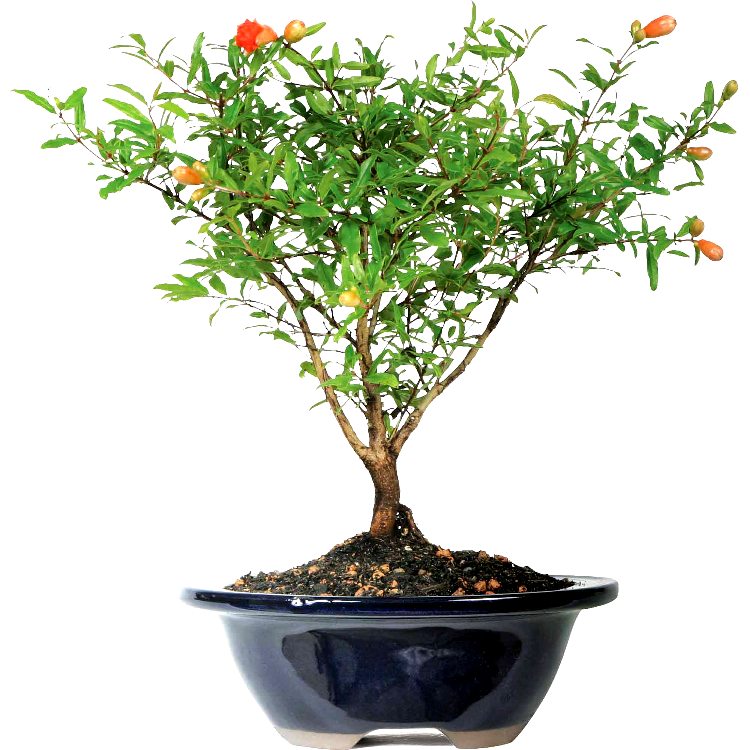 Pomegranate Plant Bonsai