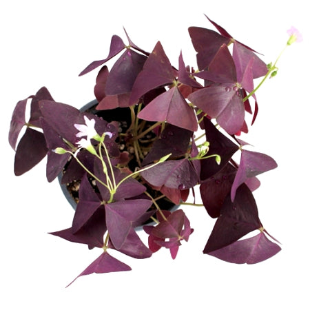 Oxalis Triangularis - Purple Shamrock, Butterfly Oxalis, Butterfly Plant