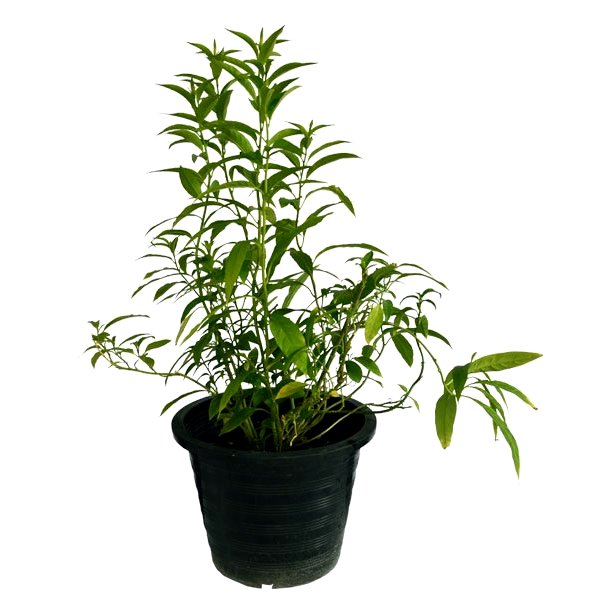 Cestrum Nocturnum Plant - Yellow Raat Rani