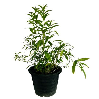 Cestrum Nocturnum Plant - Yellow Raat Rani