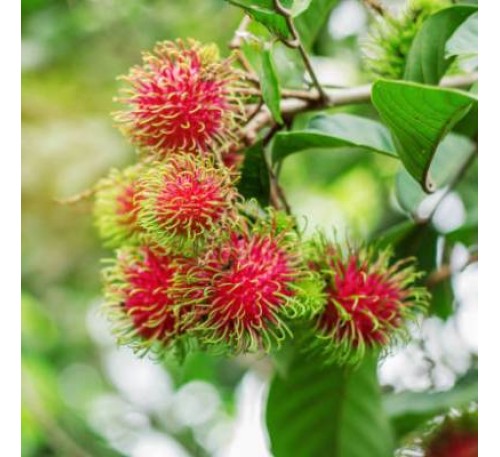 Rambutan Fruit Plant