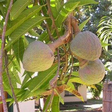 Ramphal Plant - Annona Reticulata - Netted Custard Apple