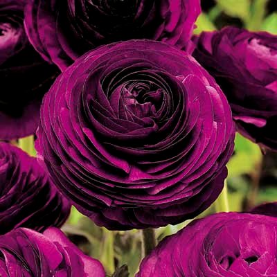 Ranunculus Bulbs (Purple, 3 Bulb)