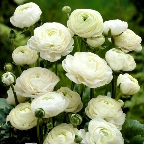 Ranunculus Bulbs (White, 3 Bulb)