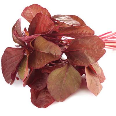 Sunrise Red Amaranthus Hybrid Seeds