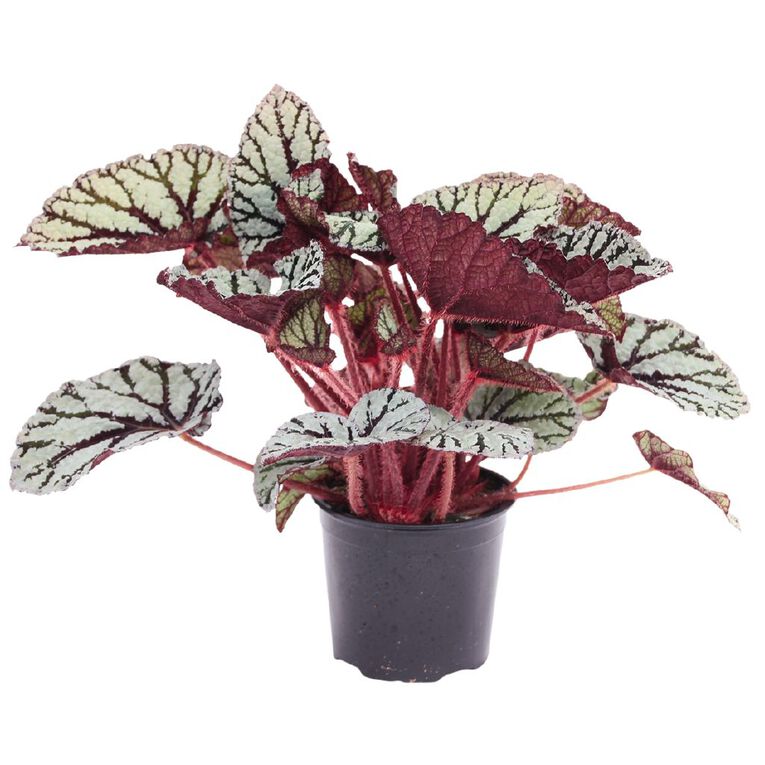 Rex Begonia Plant