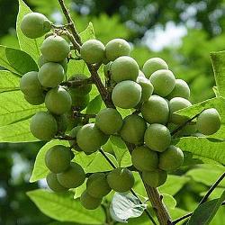 Ritha Plant, Reetha, Soap Nut, Wash Nut, Soapberry