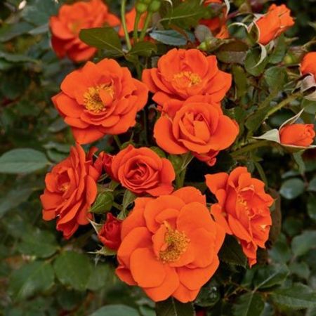 Rose Miniature Orange Plant - Button Rose, Button Gulab