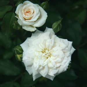 Rose Miniature White - Button Rose, Button Gulab