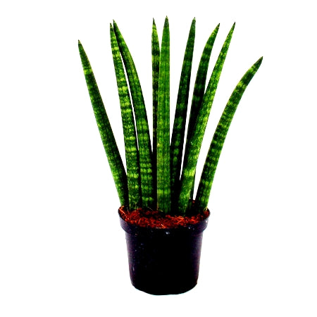 Sansevieria cylindrica Long, Cylindrical Snake Plant