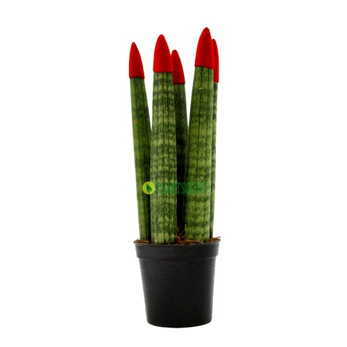 Sansevieria Cylindrica Velvet Touch Red