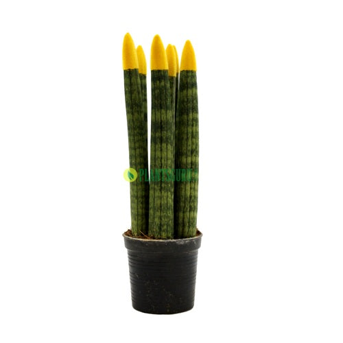 Sansevieria Cylindrica Velvet Touch Yellow