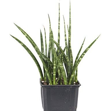 Buy Sansevieria Cylindrica Snake Tail Plant online at best price ...