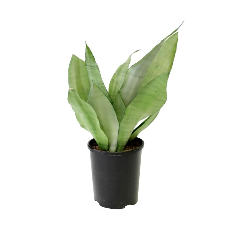 Sansevieria Moonshine, Snake Plant