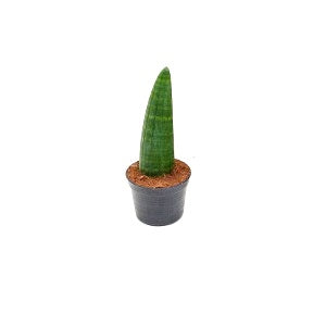 Sansevieria Cylindrica Rhino, Cylindrical Snake Plant