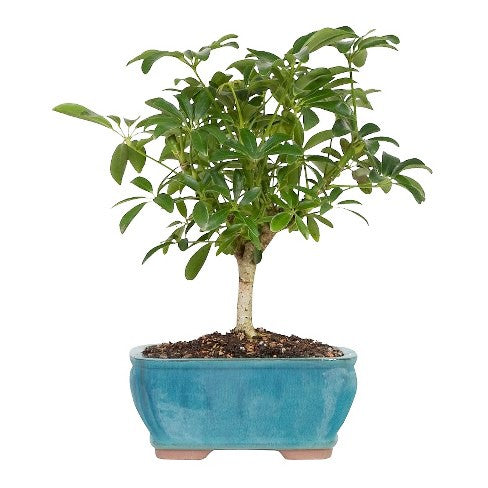 Schefflera Bonsai - 4 Years