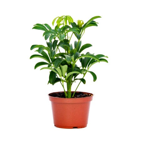 Schefflera Green Plant