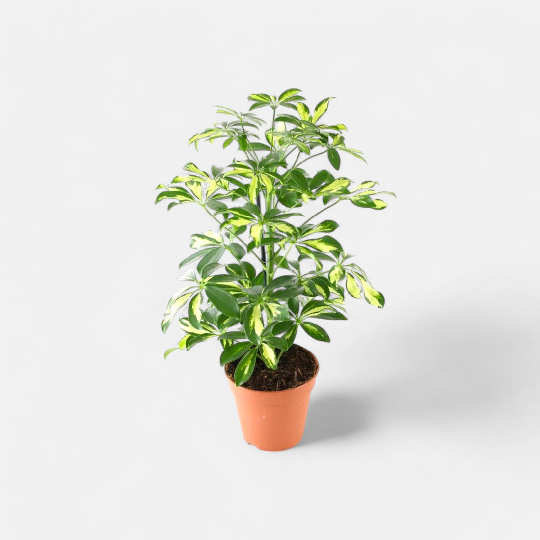 Schefflera Variegated Plant - Dwarf Umbrella Plant