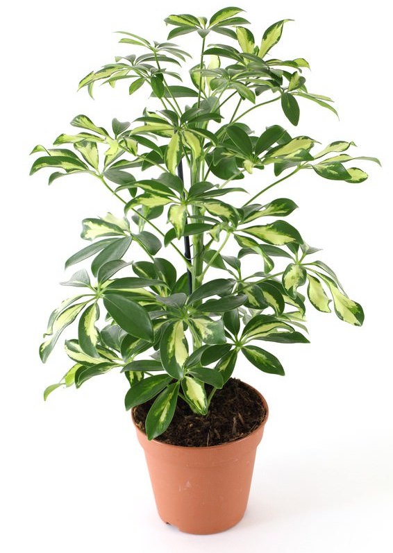 Schefflera Variegated Plant