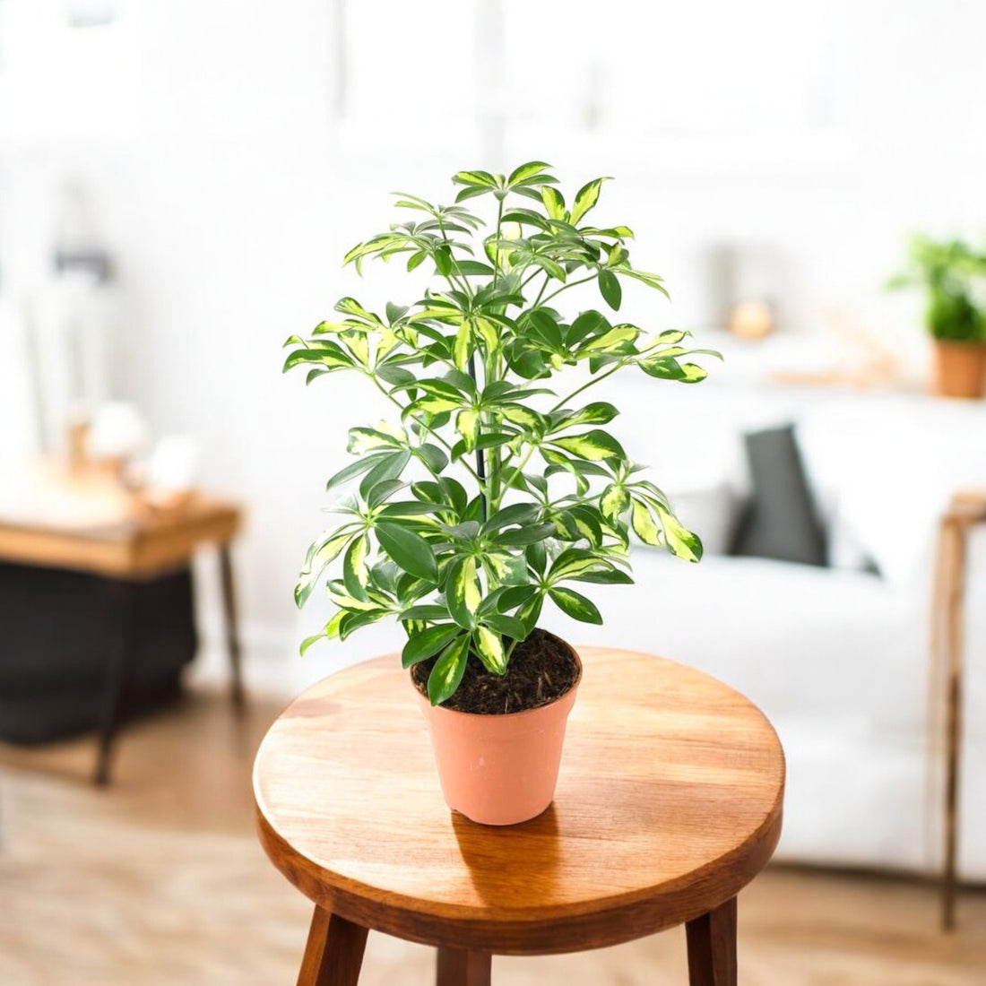 Schefflera Variegated Plant - Dwarf Umbrella Plant