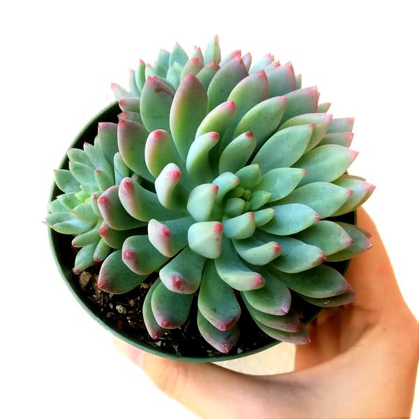 Sedeveria Green