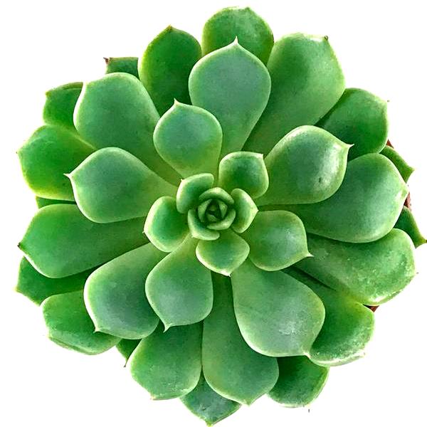 Sedeveria Green Rose