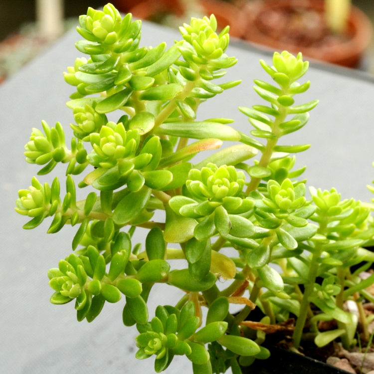 Sedum Confusum