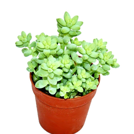 Sedum Morganianum