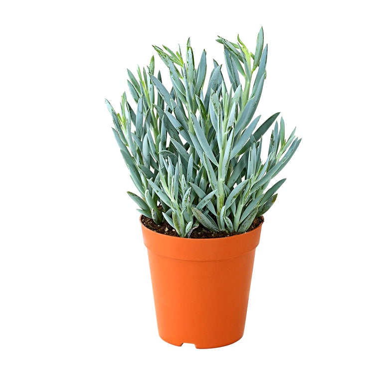 Buy Senecio Mount Everest Plant online at best price – Plantsguru