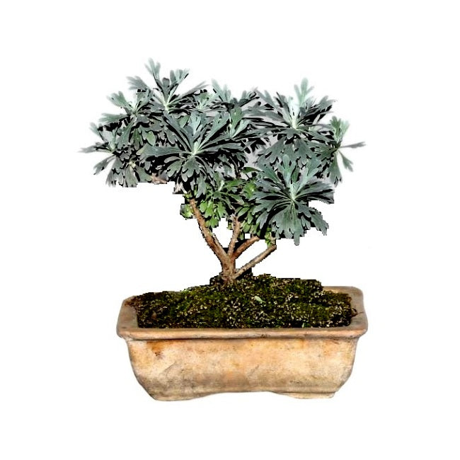 Silver Dust Bonsai - 4 Years