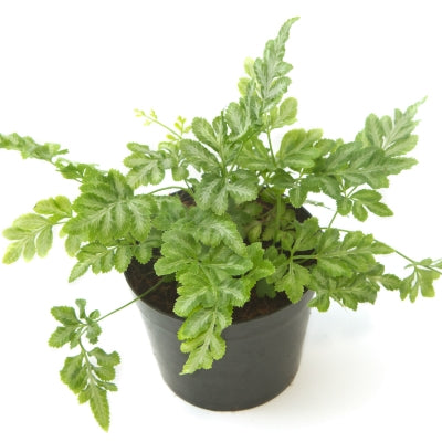 Silver Fern - Fern Variegated Plant