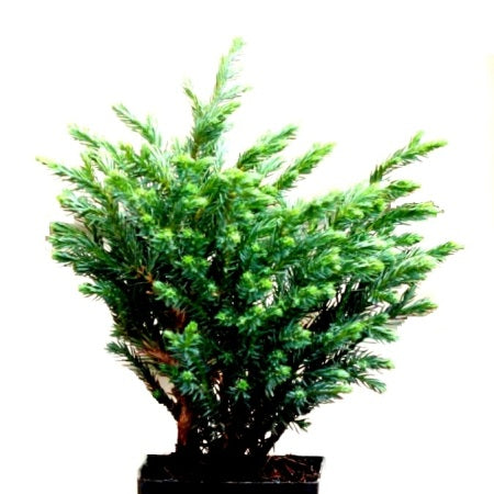 Silver Juniper Plant