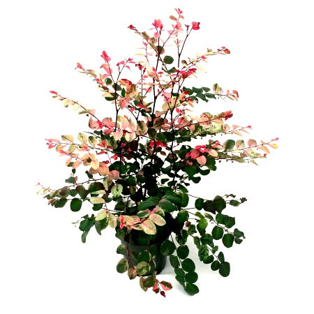 Buy Snow Bush Plant - Breynia Disticha, Foliage Flower online at best price