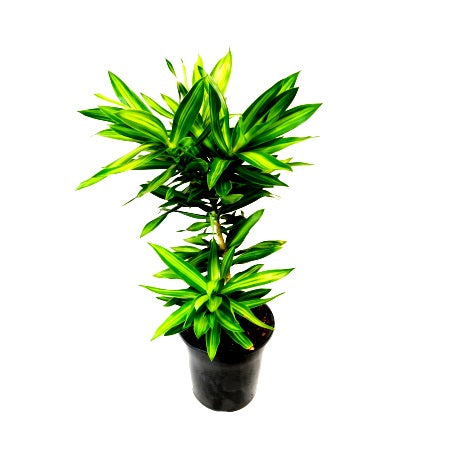 Dracaena Reflexa - Song of India Green