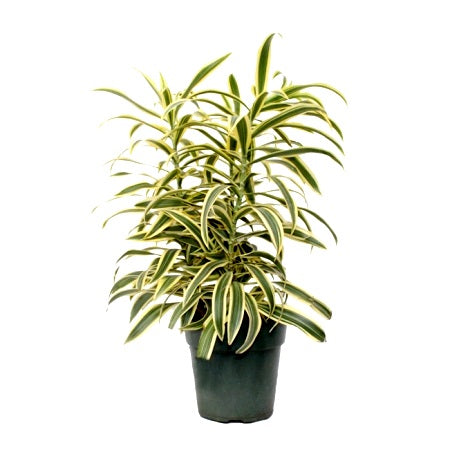 Dracaena Starr - Song of India Plant