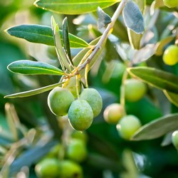 Olive Plant